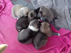Akita-Inu